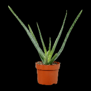 GARDENLINE Aloe vera 2.29&nbsp;&euro;