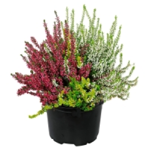 GARDENLINE® Calluna