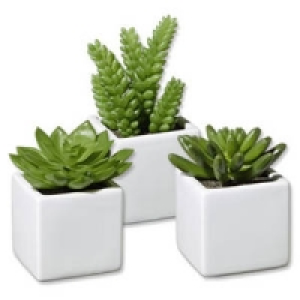 Kakteen und Sukkulenten