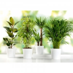 Grünpflanzen XL 9.69 €