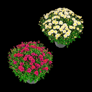 GARDENLINE Bauernchrysantheme 2.99 €