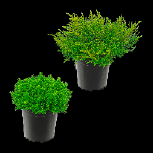 GARDENLINE Hebe-Mix 0.99 €