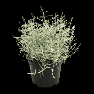 GARDENLINE Calocephalus 0.99 €