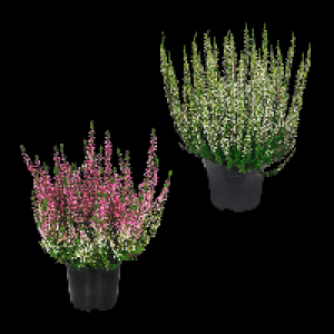 GARDENLINE Besenheide (Calluna vulgaris) 0.79 €