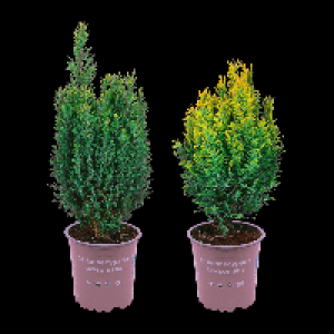 GARDENLINE Konifere 0.99 €