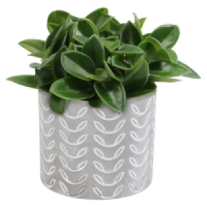 GARDENLINE® Pflanze in Trendkeramik 3.99 €