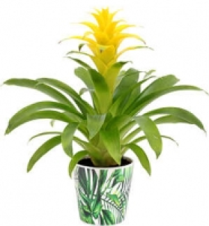 Bromelie im Keramik-Übertopf 8.99 €