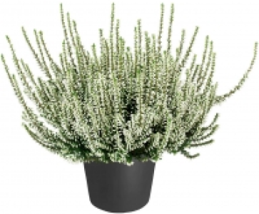 Sommerheide 1.29&nbsp;&euro;