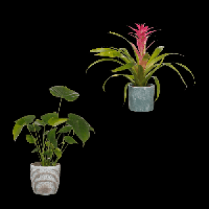 GARDENLINE Pflanze in Trendkeramik 3.99 €