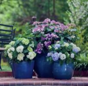 Gartenhortensie Endless Summer