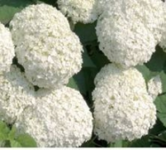 Schneeballhortensie