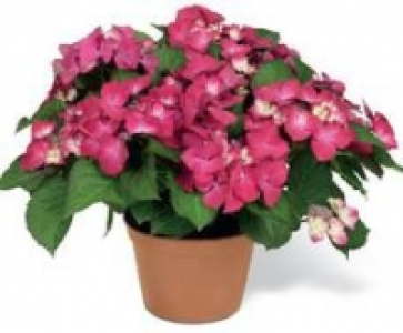 Hortensie Dark Angel