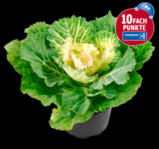 Zierkohl 1.29 €