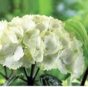Zauberstab-Hortensie