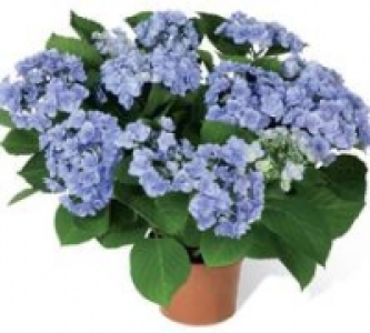Hortensie you and me