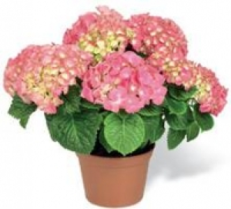 Bauernhortensie Schöne Bautznerin