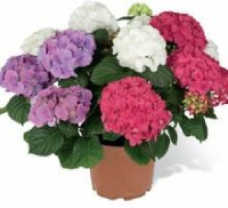 Gartenhortensie