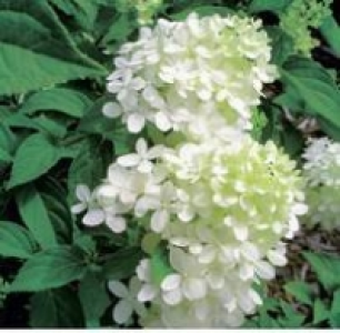Rispenhortensie 15.99 €