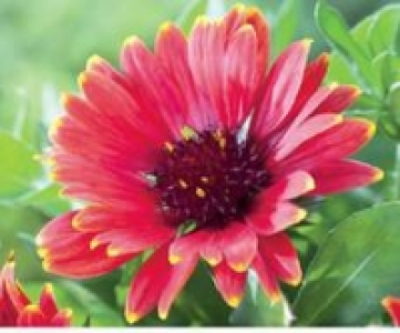 Kokardenblume