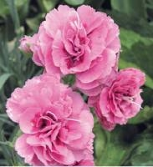Gartennelke