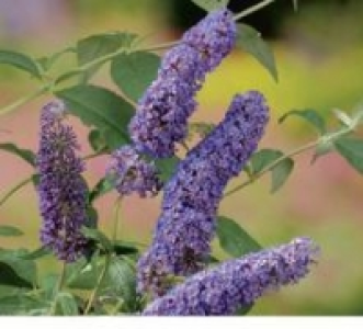 Schmetterlingsflieder