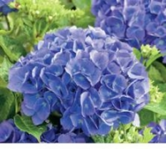 Bauernhortensie 9.99 €