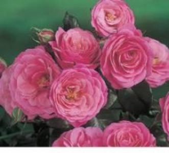 Schlossrose