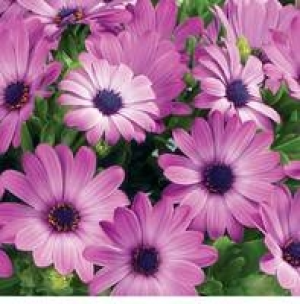 Bornholmer Margerite