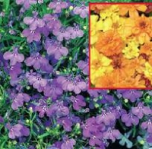 Beet- und Balkonpflanzen