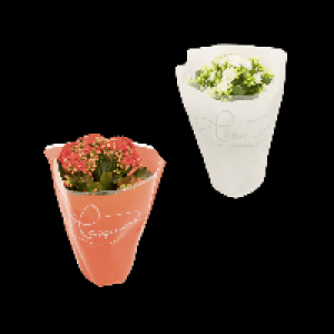 GARDENLINE Kalanchoe 1.99 €