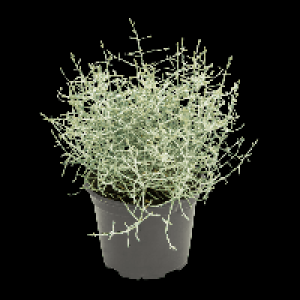 GARDENLINE Calocephalus 1.29 €