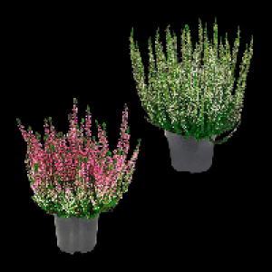 GARDENLINE Besenheide (Calluna vulgaris) 1.29 €