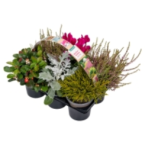 Aldi Süd  GARDENLINE® 6er-Herbstpflanzenmix