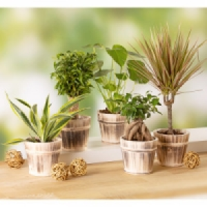 Grünpflanzen Mix 5.79 €