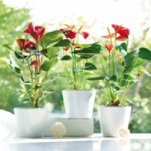 Anthurie 3.99 €
