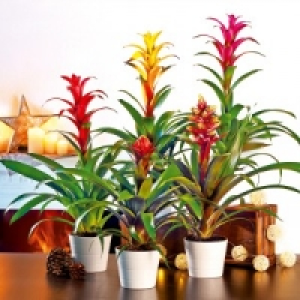 Norma  Bromelien-Besonderheit XL