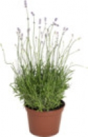 Lavendel angustifolia 1.99 €