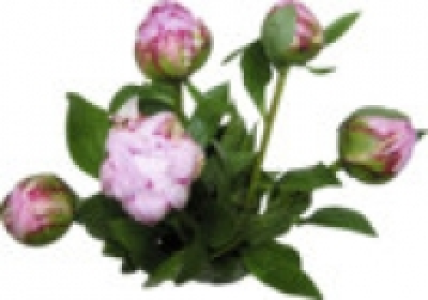 Pfingstrosen 4.99 €