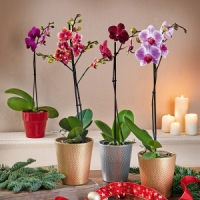 Norma  Orchideen-Sortiment