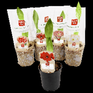 Ritterstern 2.49 €
