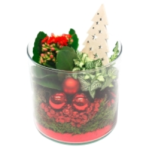 Aldi Süd  GARDENLINE® Weihnachtspflanzen-Arrangement