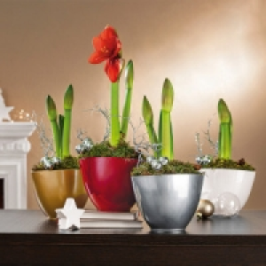 Amaryllis Arrangement 7.99 €
