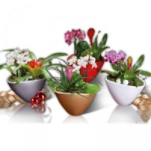 Exklusives Weihnachts-Arrangement 12.99 €
