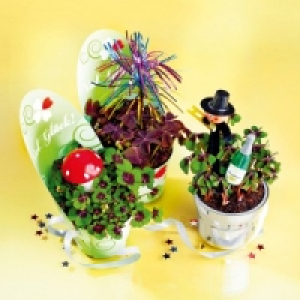 Glücksklee 1.99 €