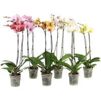 Roller  Orchidee-Phalaenopsis - Zimmerpflanze - sortiert - Ø 12 cm