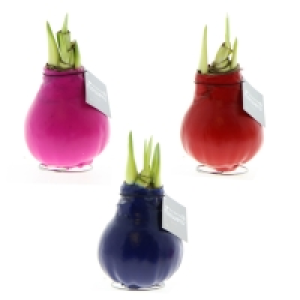 Amaryllis-Zwiebel - Zimmerpflanze - sortiert - Ø 12 cm