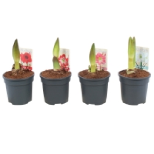 Amaryllis - Zimmerpflanze - sortiert - Ø 12 cm