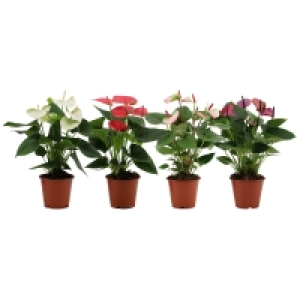 Anthurium - Zimmerpflanze - sortiert - 40-45 cm hoch