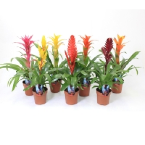 Bromelia - Zimmerpflanze - sortiert - 40-45 cm hoch