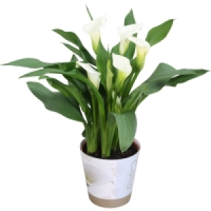 Calla - Zimmerpflanze - sortiert - Ø 12 cm